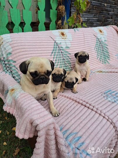 Щенки мопса