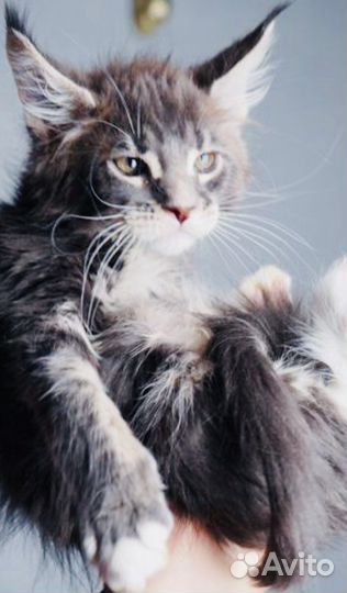 Мейнкун полидакты и классики котята и вязка