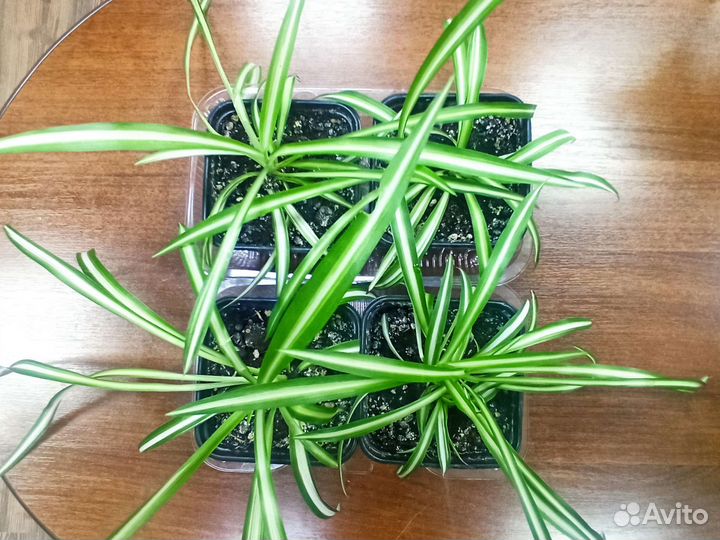 Хлорофитум орлиный коготь