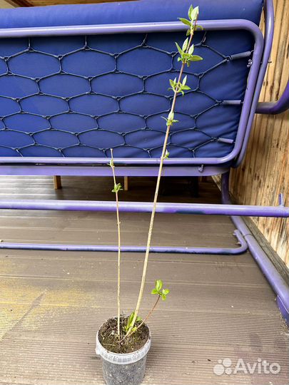 Жасмин чубушник саженцы