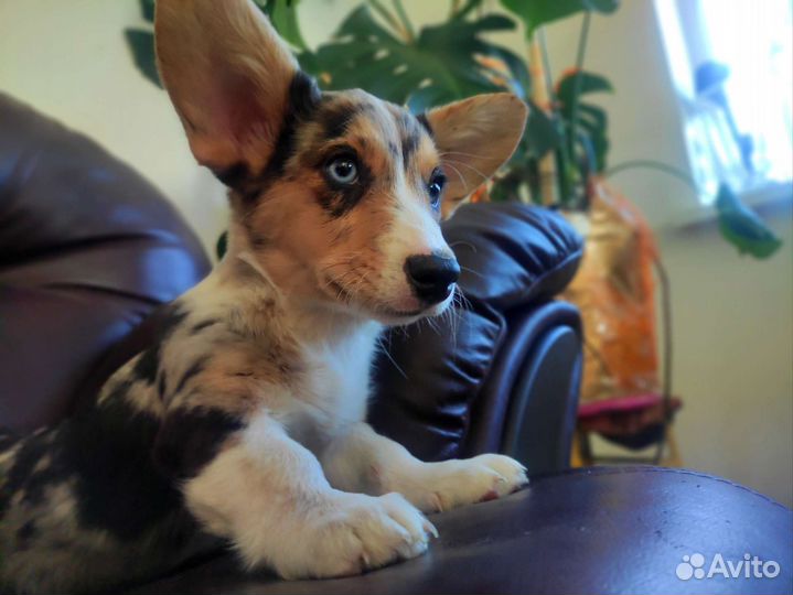 Вельш-корги щенки