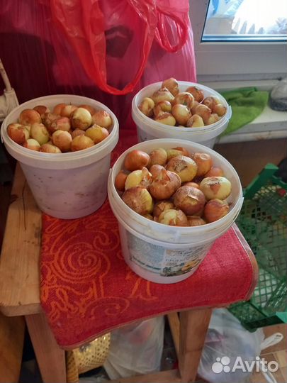 Лук семейный репка