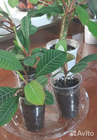 Комнатные цветы