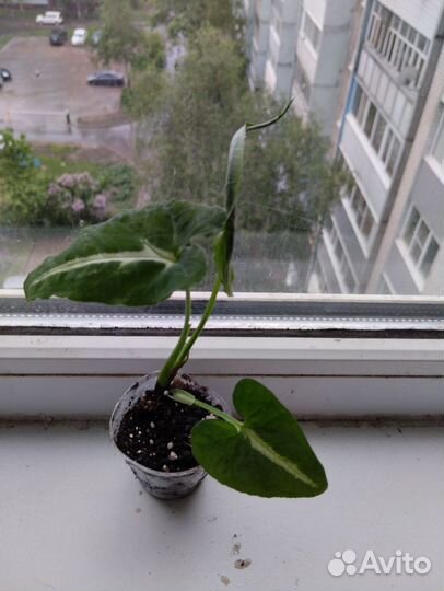 Сингониум вендланда