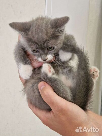 Котята бесплатно