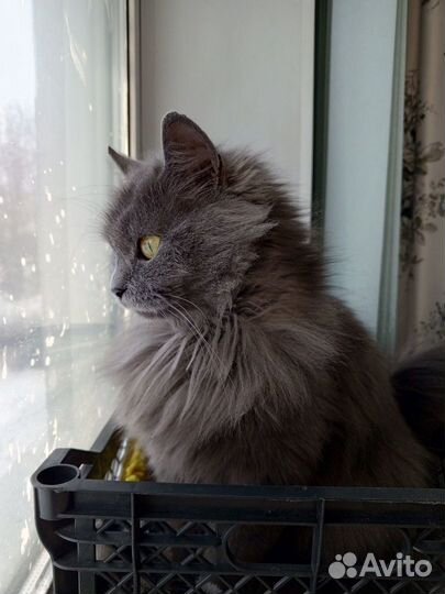 Отдам кошку в добрые руки