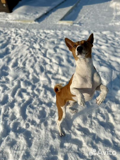 Басенджи вязка