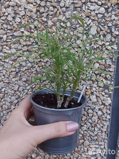 Пеларгония медуза Рубикон