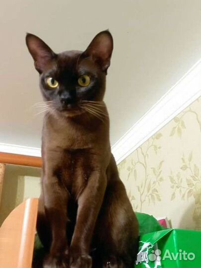 Вязка с бурманским котом