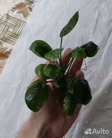 Растение аквариумное Анубиас