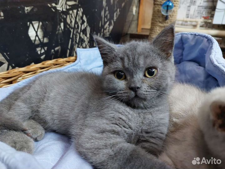 Британская кошка