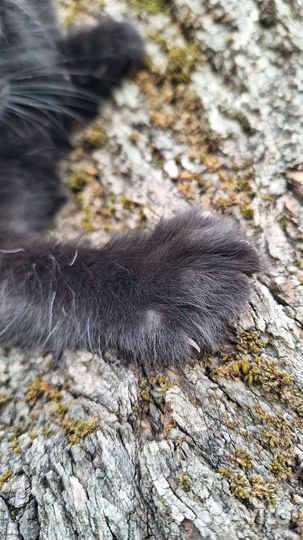 Пушистое счастье