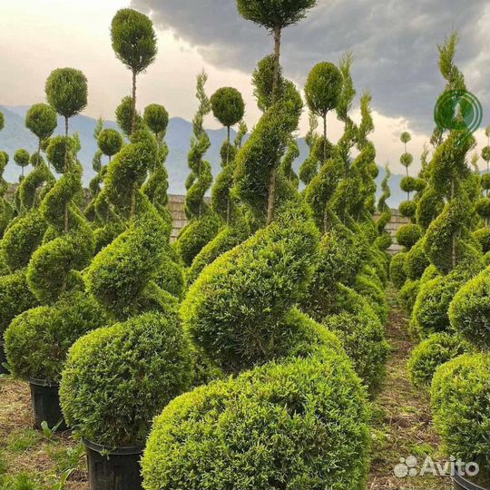 Туя с доставкой