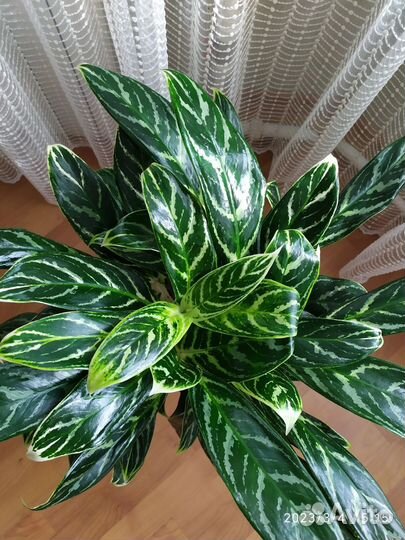 Аглонема бай као