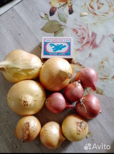 Лук на посадку