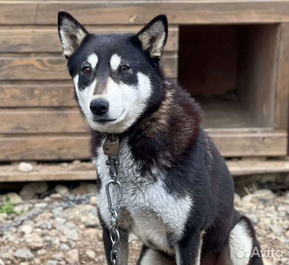 Собака Тайна