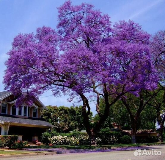 Саженцы павловния