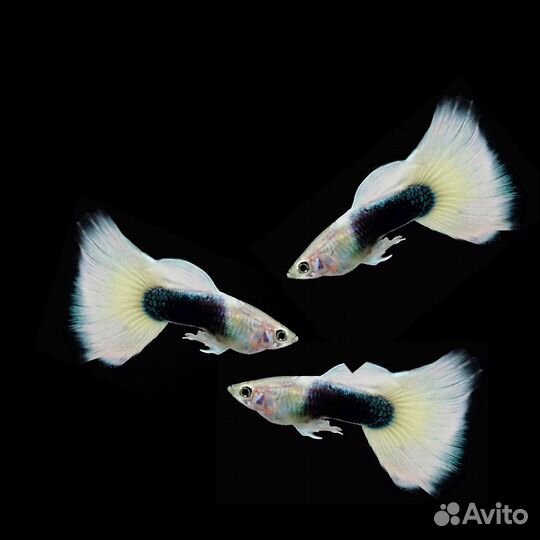 Гуппи чистые линии