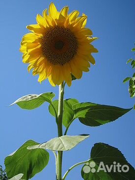 Подсолнечник спк