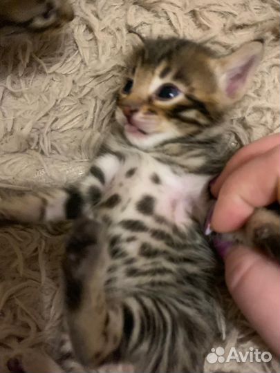 Бенгальская