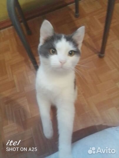 Отдам котика в хорошие руки