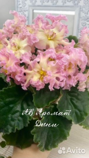 Сортовые фиалки