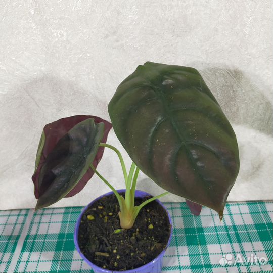 Алоказия Купера Ред секрет