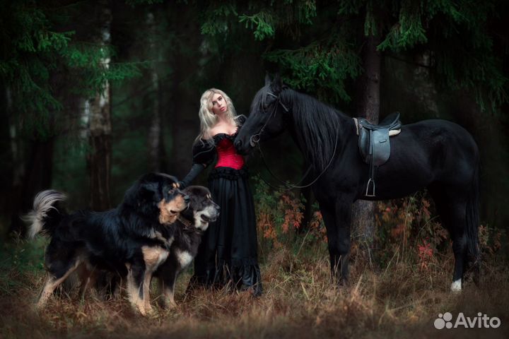 Конные прогулки/обучение/подарочные сертификаты