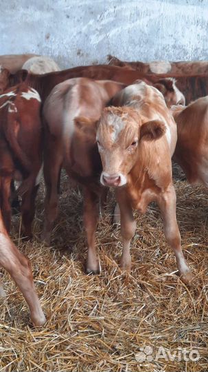 Мясные бычки Сементалы помеси