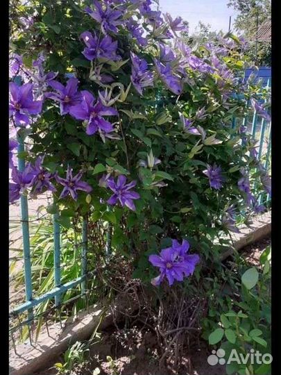 Саженцы клематиса 
