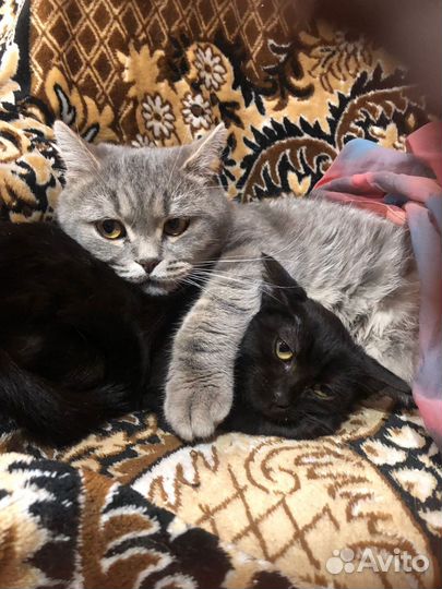 Котик в добрые ручки