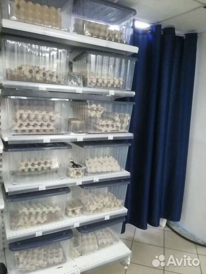 Кормовые насекомые, сверчки, бражник, тараканы