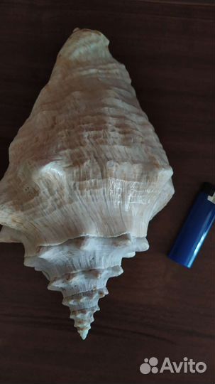 Большая морская раковина