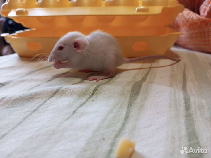 Декоративные Крысята Рекс и Дамбо