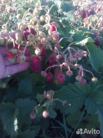 Гибрид земляника + клубника земклуника Пенелопа