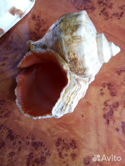 Раковина моллюска