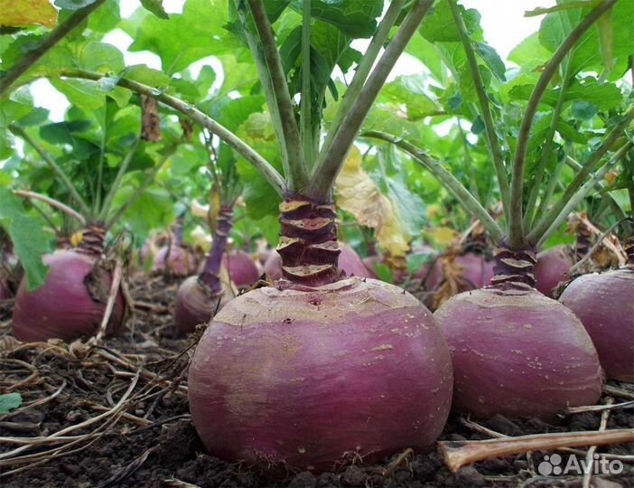 Семена репы и брюквы