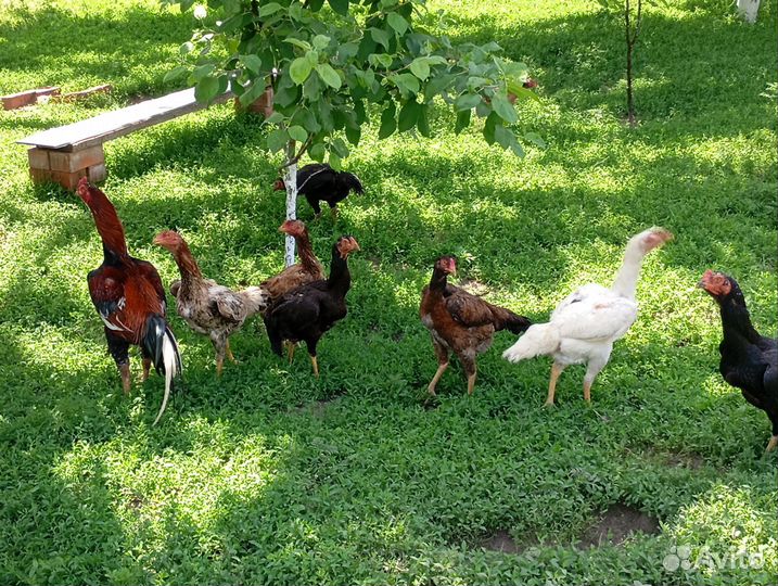 Бойцовые куры