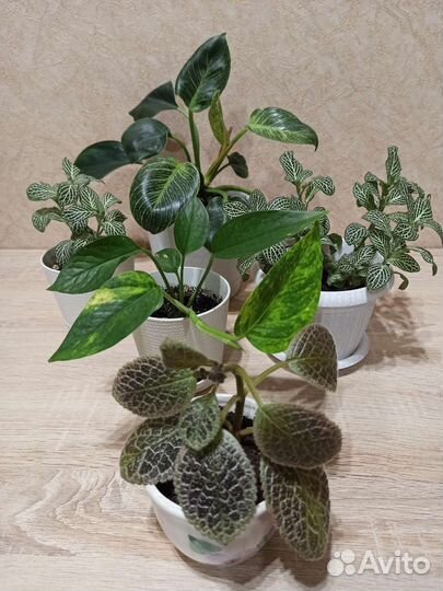 Комнатные растения в горшках