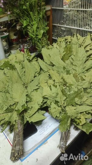 Дубовые Веники Этого Года