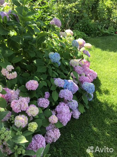 Гортензия крупнолистная