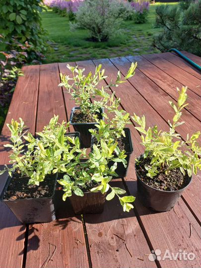 Ива хакуро нишики