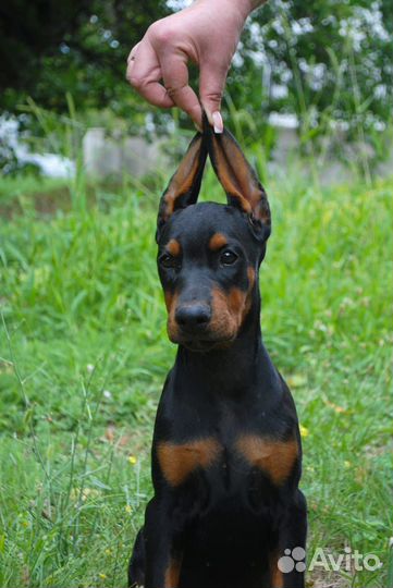 Щенки добермана