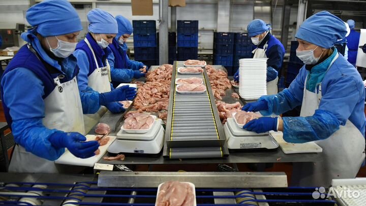Работа на птицефабрике вахтовым графиком Пермь