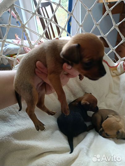 Мини той-терьер