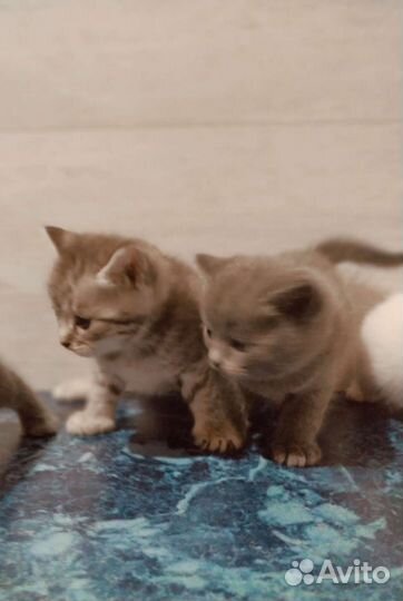 Британские котята