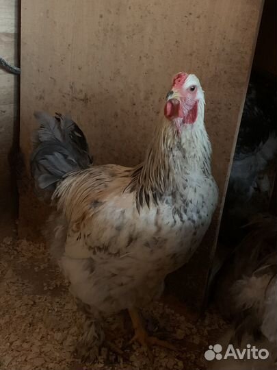 Продаю петухов Брама