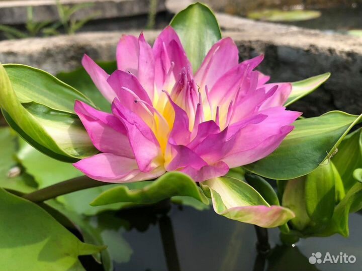 Нимфеи,кувшинки,лотосы,эйхорхию и другие растения