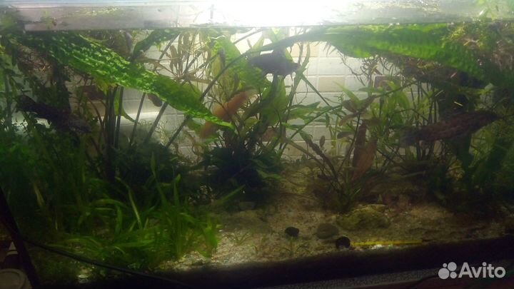 Аквариумные растения