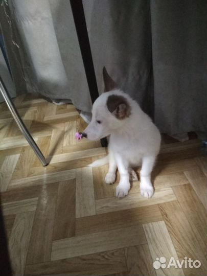 Щенки в добрые руки
